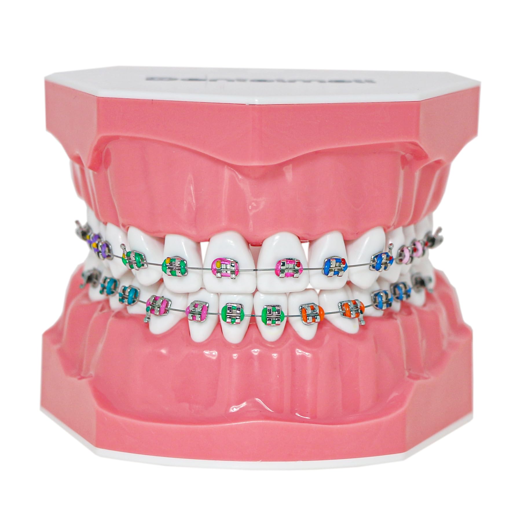 Dentalmall Typodonts Orthodontics Demonstration Model with Metal Wires and Bracket Teaching, Learning, Interpretation Model for Adults and Children (Metal Bracket)