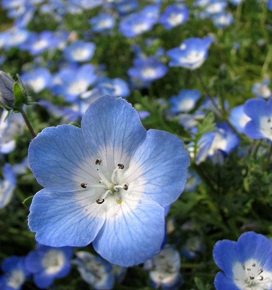100 Baby Blue Eyes Flower Seeds Menzie S Baby Blue Eyes Rfs Nemophila Menziesii Sweet Annual B494 Amazon Ca Everything Else 100 Baby Blue Eyes Flower Seeds Menzie S Baby Blue Eyes Rfs Nemophila Menziesii Sweet Annual B494 Amazon Ca Everything Else