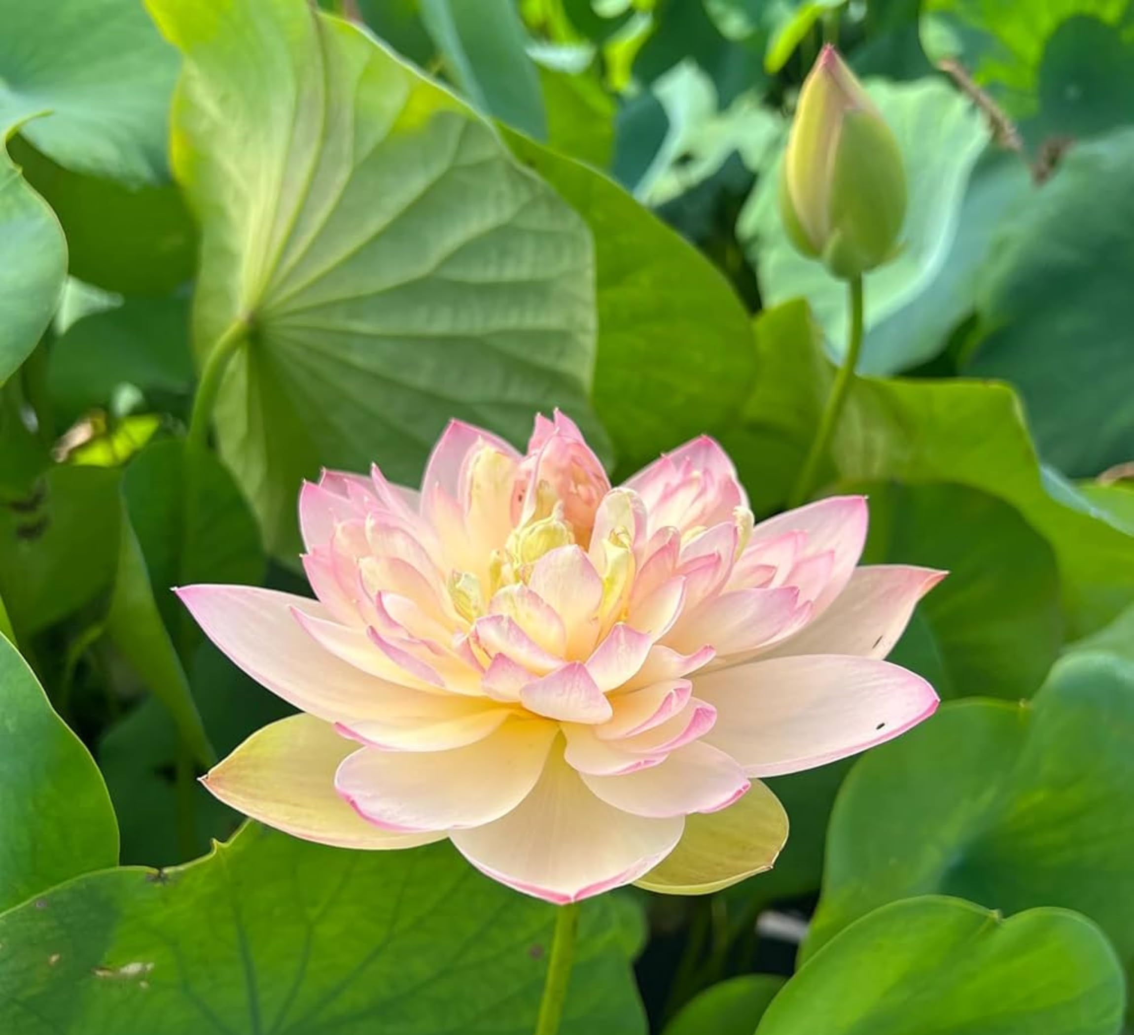 Red Lotus Plant - Blooms in 30 Days! -23