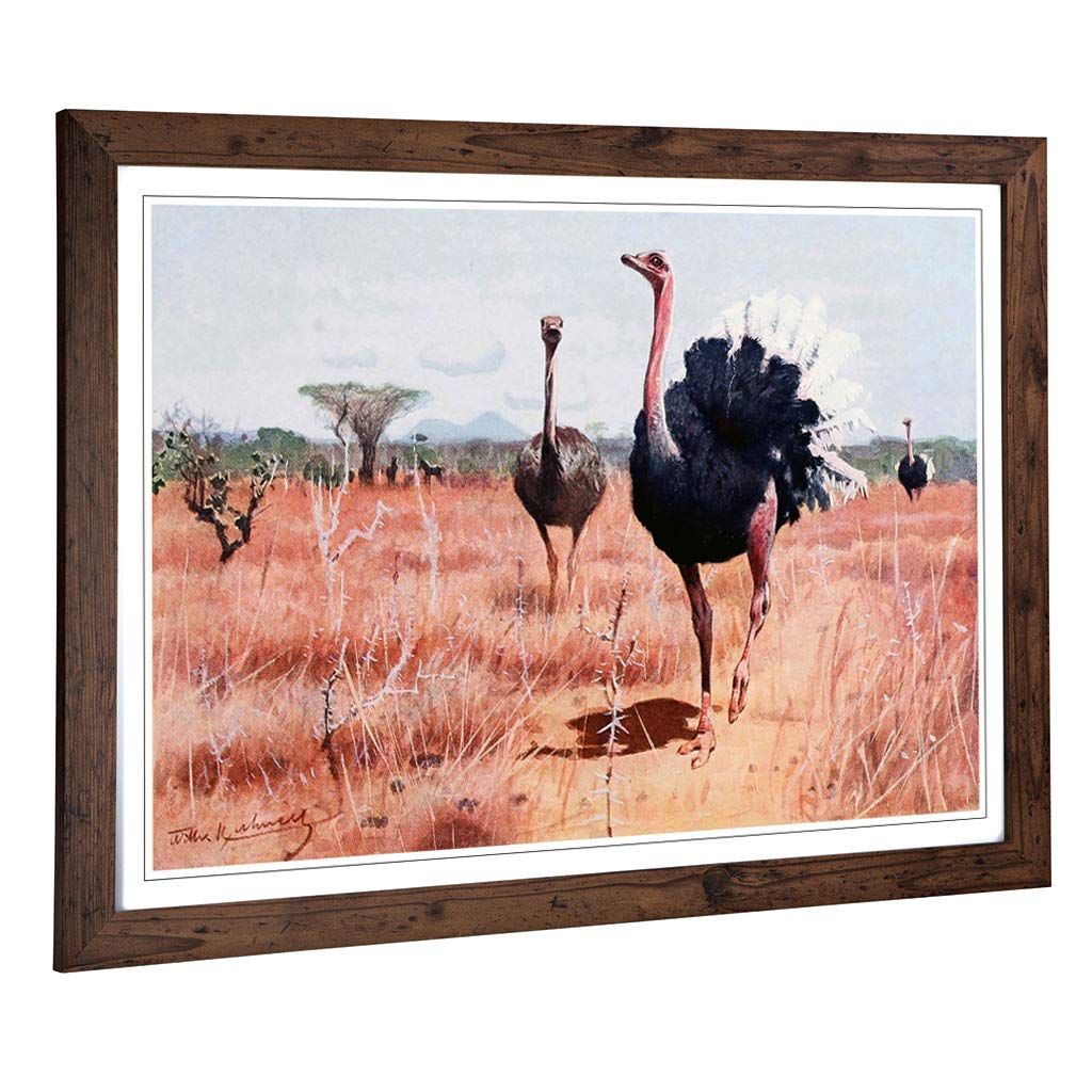 Big Box Art Framed Print of Vintage W Kuhnert African Ostrich Design | Wall Art Picture | Home Decor for Kitchen, Living Room, Bedroom, Hallway, Walnut, A2 / 24.5x18 Inch / 62x45cm