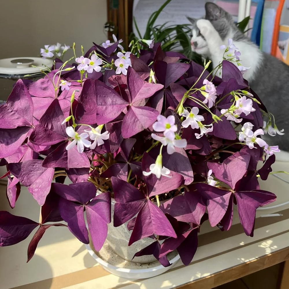 Bulbi Di Calla Colorati - Piante Perenni Per Giardino E Balcone - 3 Bulbi Multicolori