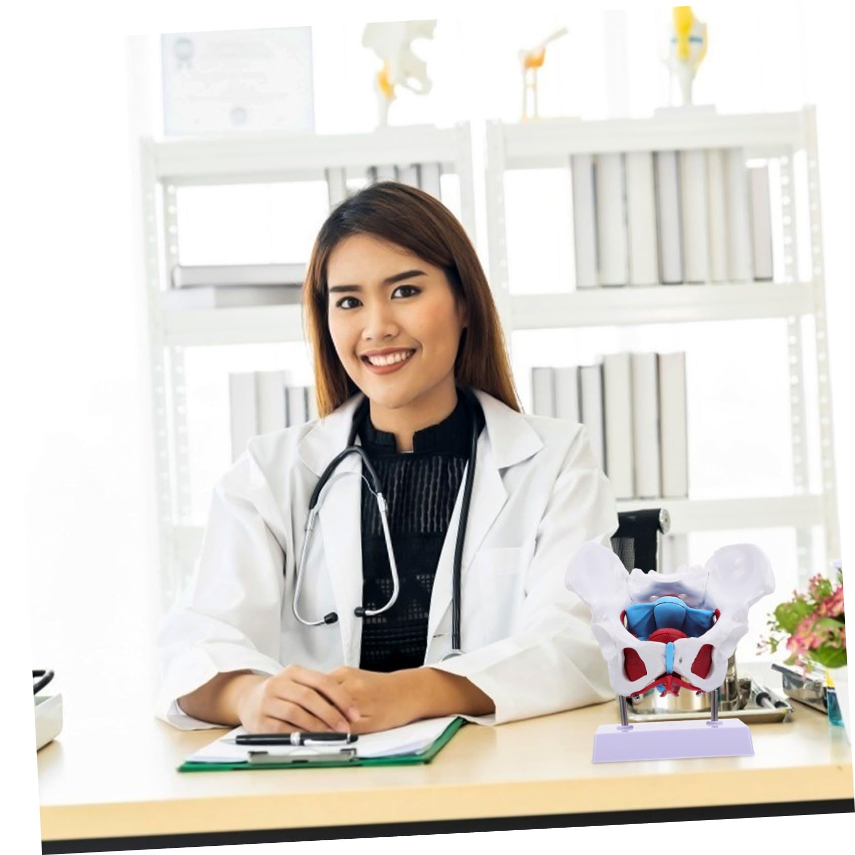 Modello Pelvico Femminile in Pvc Separabile, Modello Anatomico Muscolare del Pavimento Pelvico per Insegnamento Medico e Dimostrazioni, Strumento Didattico Portatile per Scuole