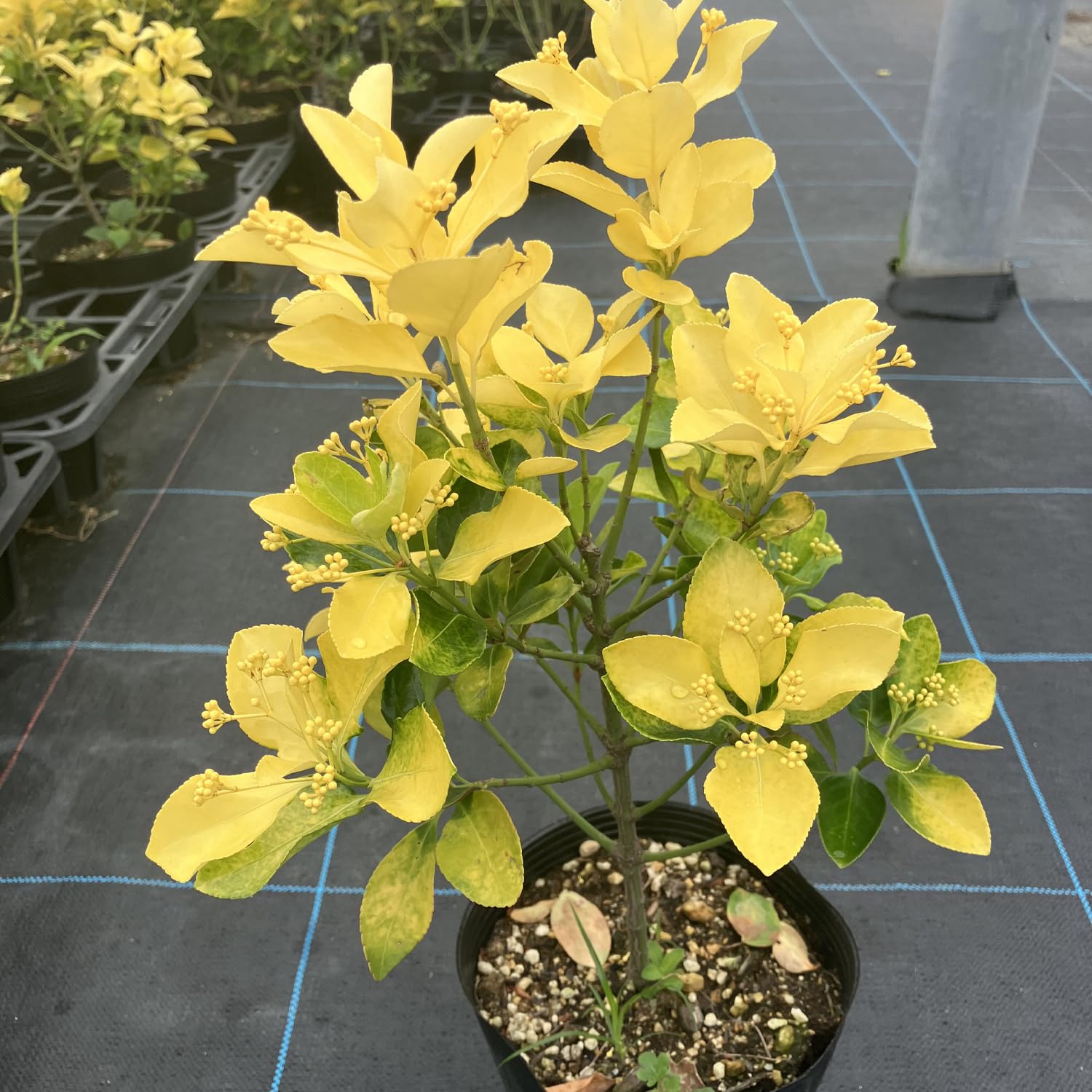 Amazon | 黄金マサキ 苗木 5号 1鉢 常緑低木 オウゴンマサキ 庭木