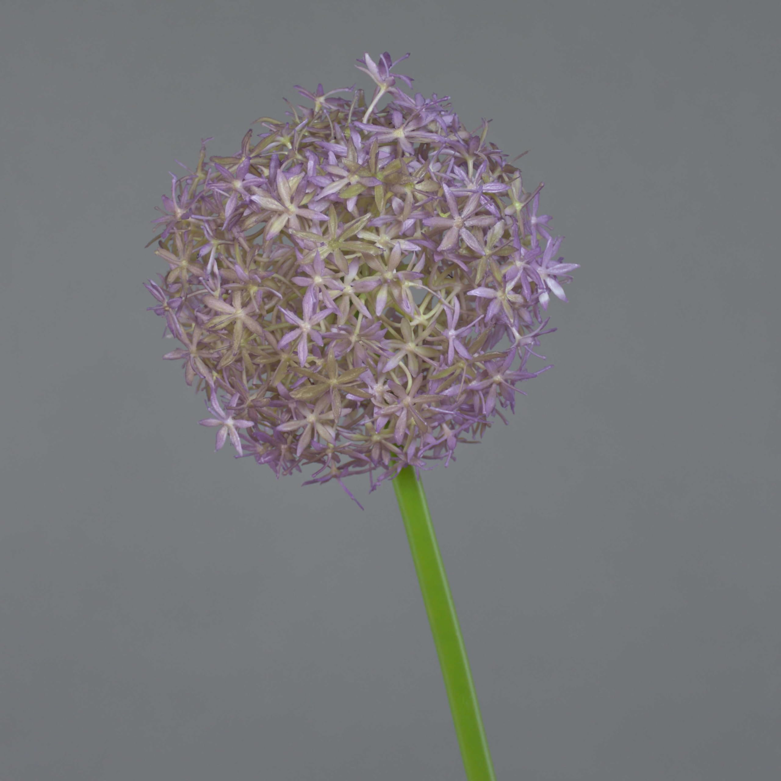 artplants.de Artificial Allium SAMARA, purple, 30"/75cm, Ø 4.7"/12cm - Plastic flower/Decorative allium