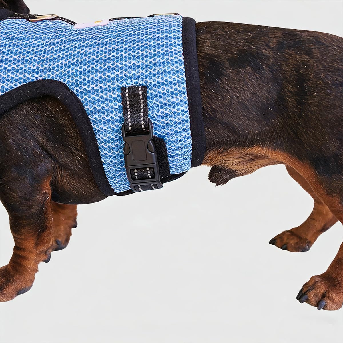 Mini Dachshund Harness Vest, No Pull & No Armpit Rub Dachshund Harness, Escape Proof Adjustable Dog Harness for Walking (Blue, L: Chest 21"-25"/ 53-63cm)