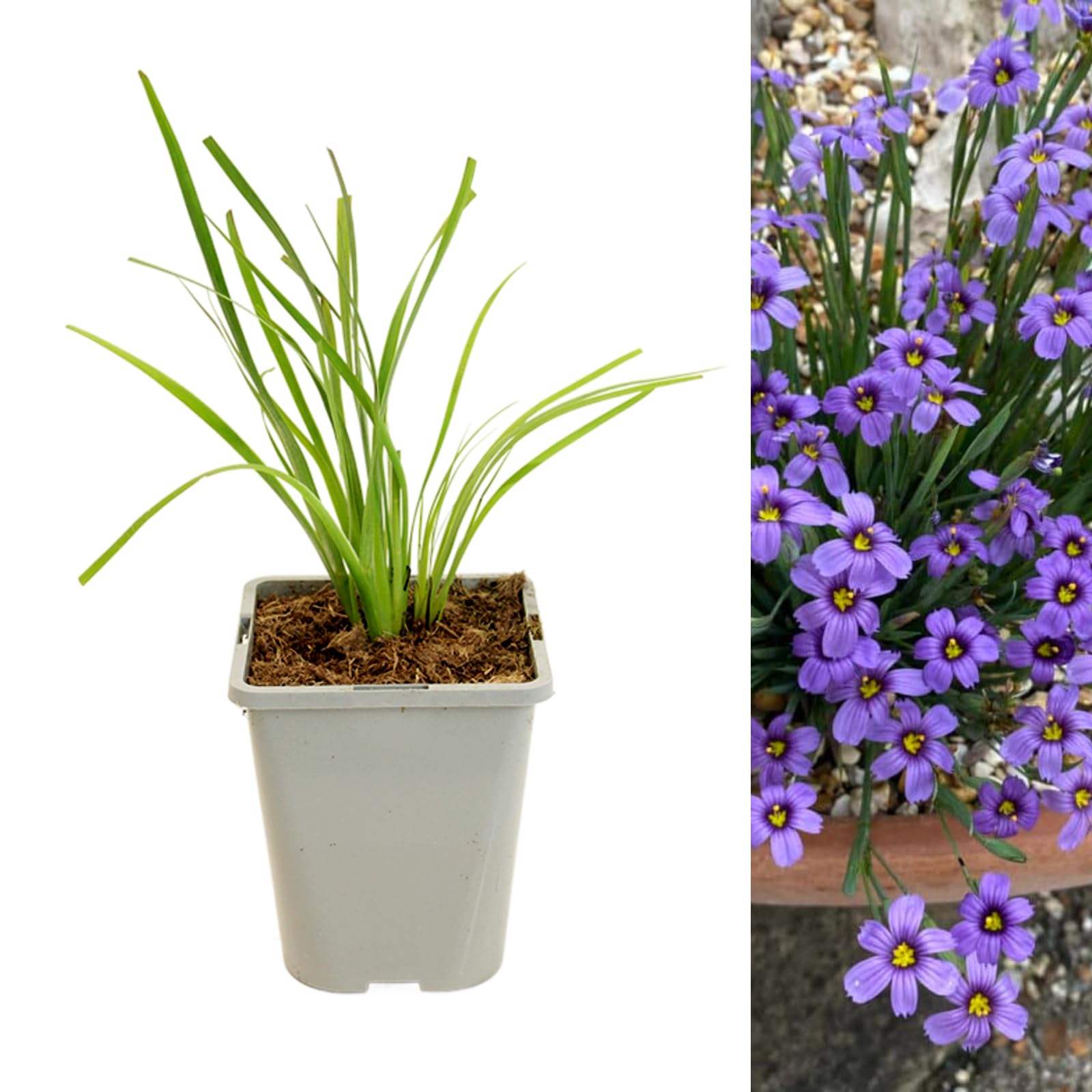 Carbeth Plants 3 x Sisyrinchium Bellum in 1L Pot - Hardy Outdoor Blue Eyed Grass - Pollinator Friendly Spring Summer Flowering Perennial - Low Maintenance Shrub for Borders, Rock Gardens & Watersides