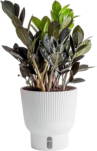 Costa Farms - Zamioculca raven, planta de interior viva, 12pulgadas de alto, maceta decorativa blanca, colección Trending Tropicals