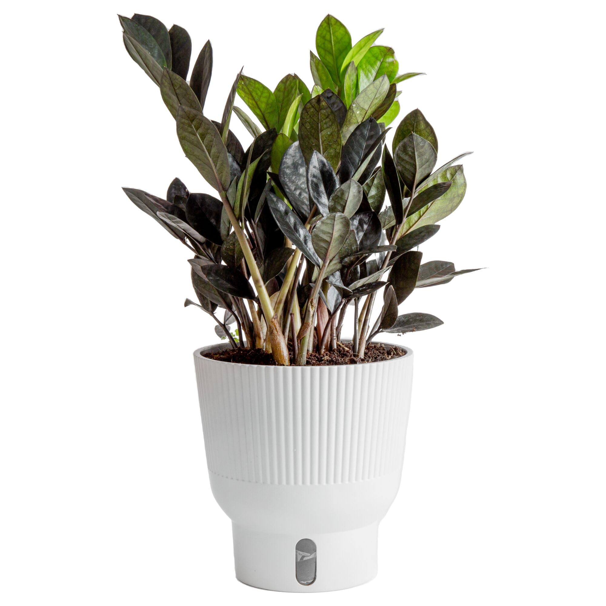 アーネストハーツearnesthearts voltminiblackl Amazon.com : Costa Farms Raven ZZ Plant, Easy Care Indoor