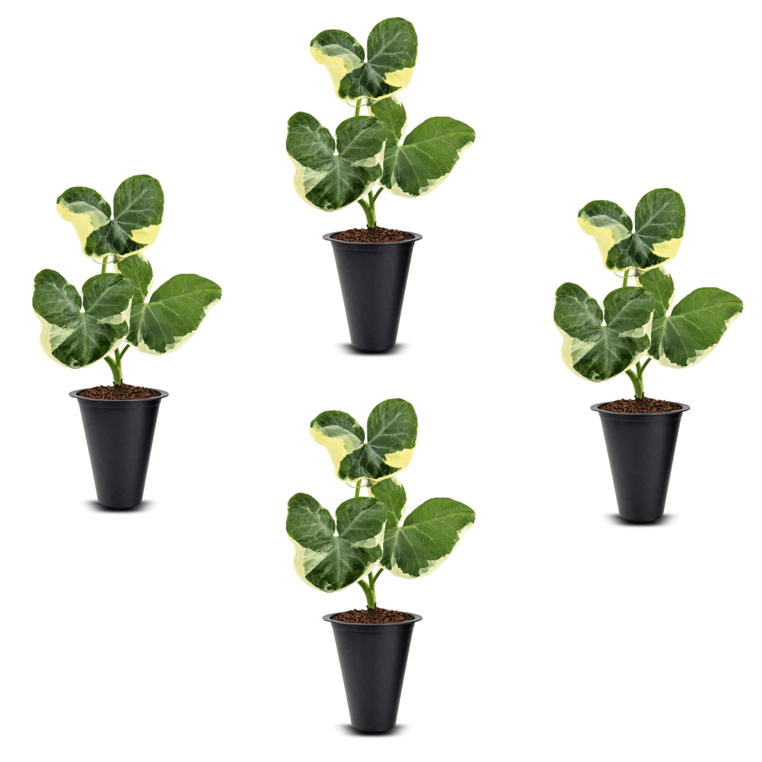 Alocasia Mickey Mouse