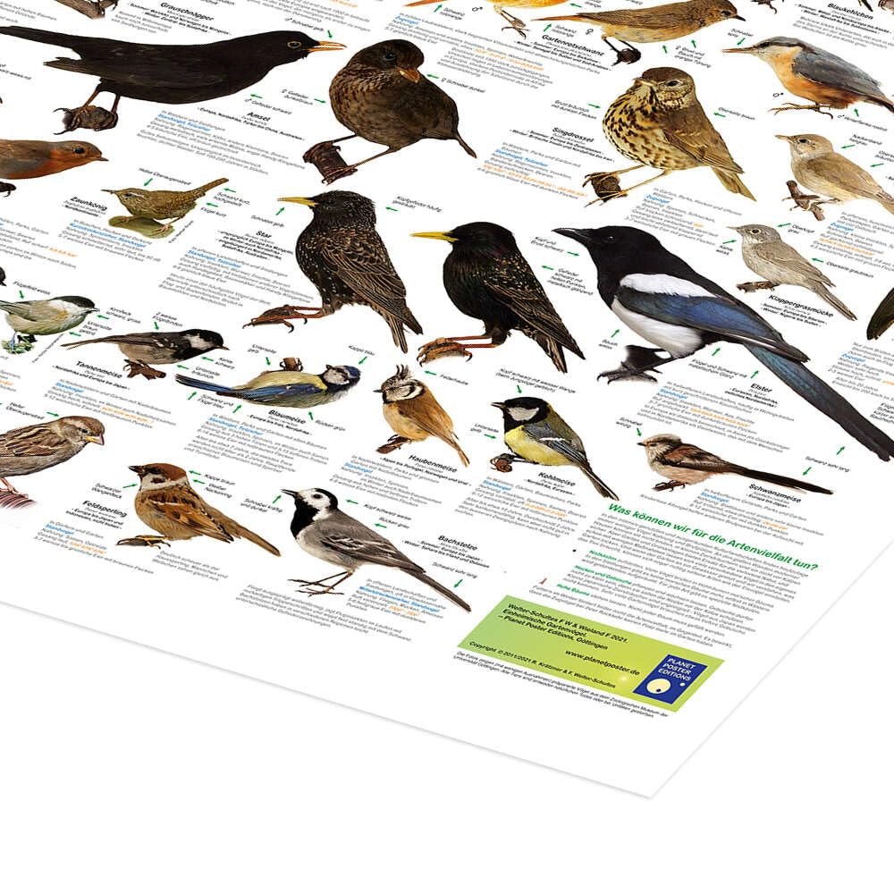 Posterlounge Einheimische Gartenvögel Poster