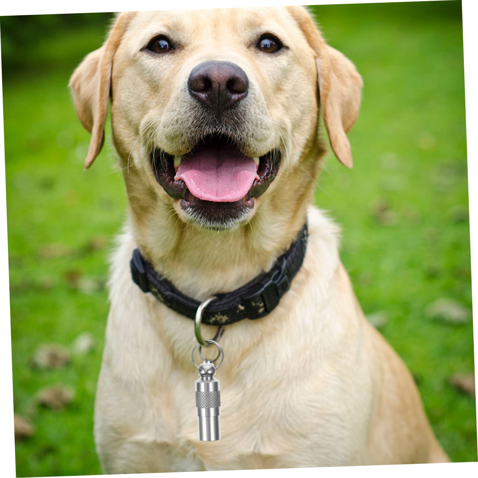 Angoily 30piezas Etiquetas De Identificación Para Mascotas Colgantes Para Perros y Gatos Etiquetas De Nombre y Dirección Resistente Para Evitar Pérdidas