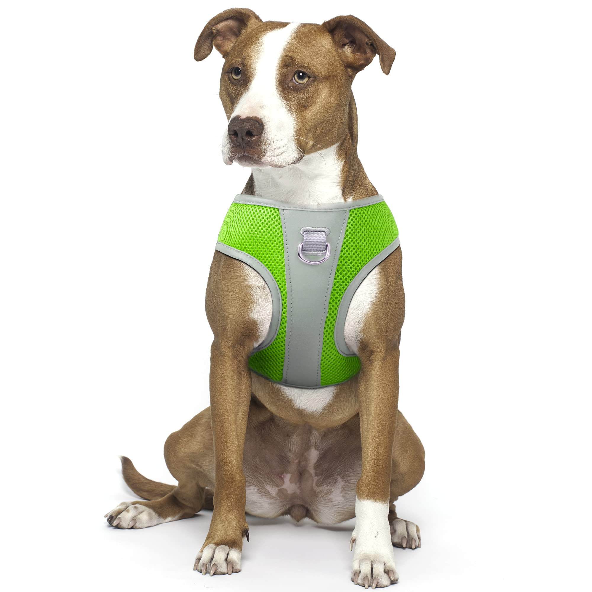 How To Put A Dog Harness On A Pitbull