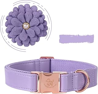 violet dog collar