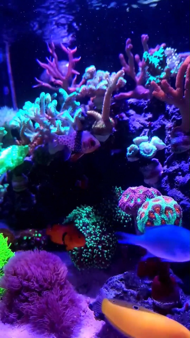 Image of PopBloom RL115 LED Reef Light, Energy Efficient LED Aquarium Lamp, Low Power Consumption Full Spectrum Marine Reef Light for Coral Saltwater Tank (RL115 PUR Over 135W, Hanging)