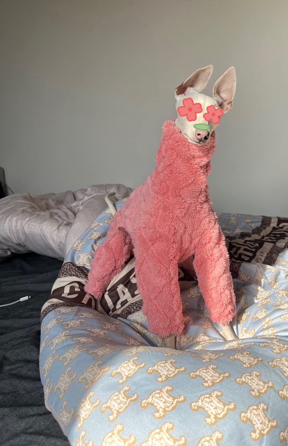 Whippet Wintermantel Iggy Warmer Mantel Italienisch Produktbild-Vorschau 8