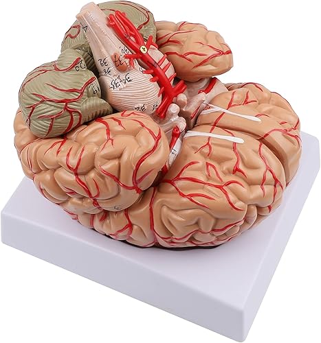 Modelo de cerebro humano, modelo cerebral de tamaño real Anatomía del cerebro humano de 8 partes para estudio de visualización de enseñanza modelo