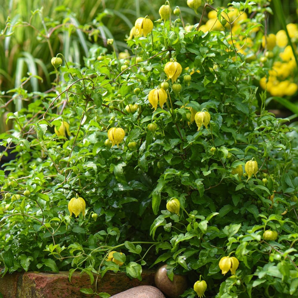 Clematis 'Little Lemons' Plant in Pots Hardy Shrubs Outdoor Climbing Flowering Garden Plants Yellow Flowers Fast Growing Ready to Plant Climbers for Arches or Trellis, 1 x 7cm Pot by Thompson & Morgan