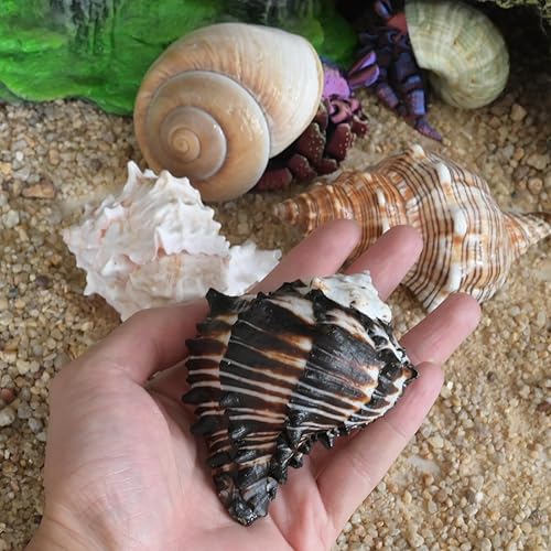 Miniatura 5 de 4 conchas de cangrejo ermitaño, apertura de tamaño ML, conchas de cangrejo ermitaño de 1.1-1.9 pulgadas, caracola de mar natural, conchas turbo para