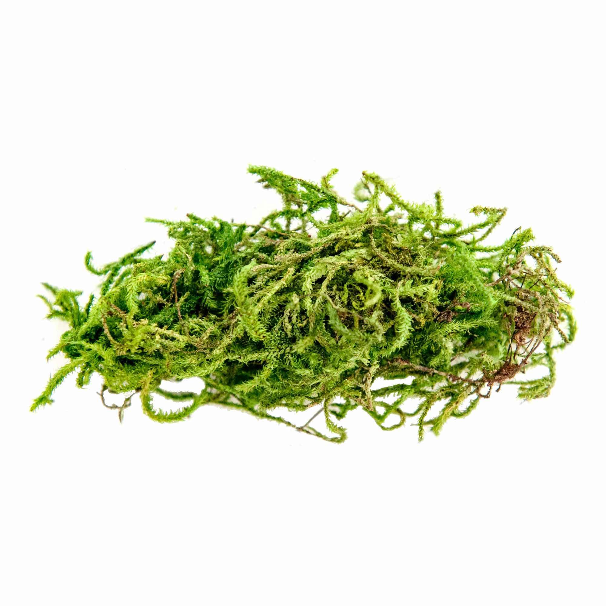 Galapagos (05211 Terrarium Sphagnum Moss, Fresh Green, 150in3 Header Bag