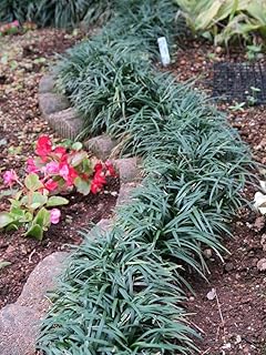 選んで30株 タマリュウ 玉竜 りゅうのひげ