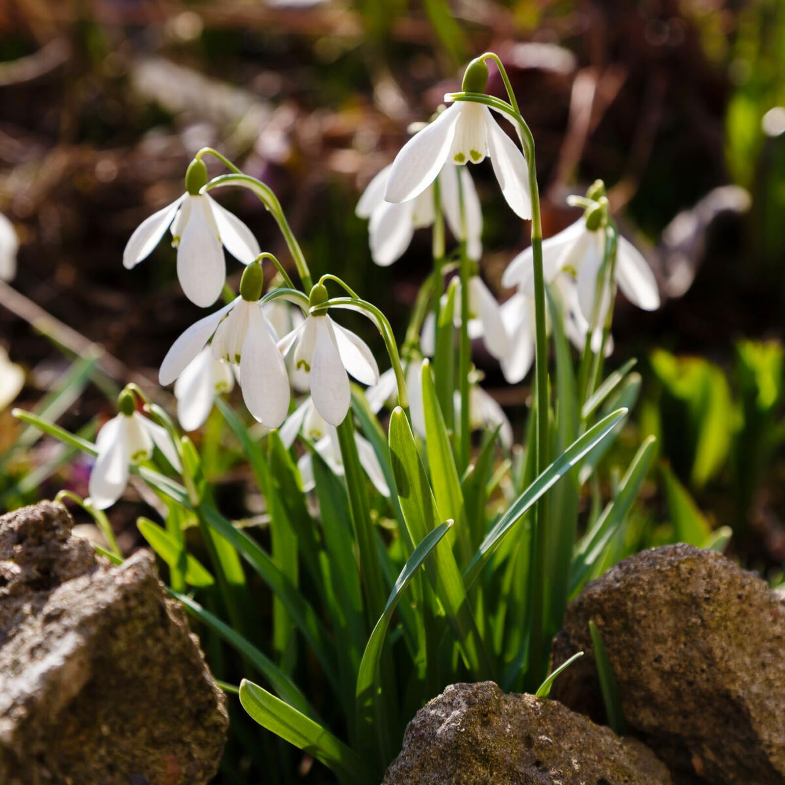 Carbeth Plants - 50 x Giant Snowdrop Spring Bulbs