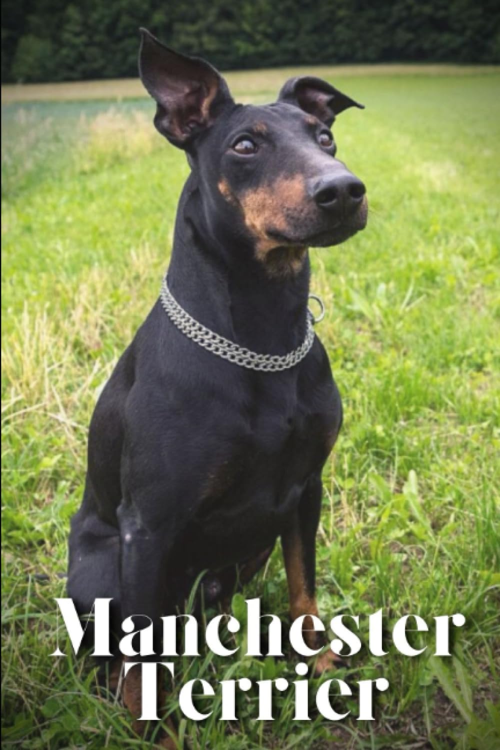 Manchester Terrier: Dog breed overview and guide