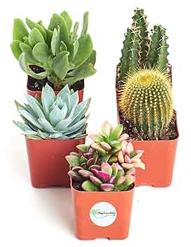 多肉植物全書 All about SUCCULENTS 多肉植物全書 All about SUCCULENTS | パワポン・スパナンタナー