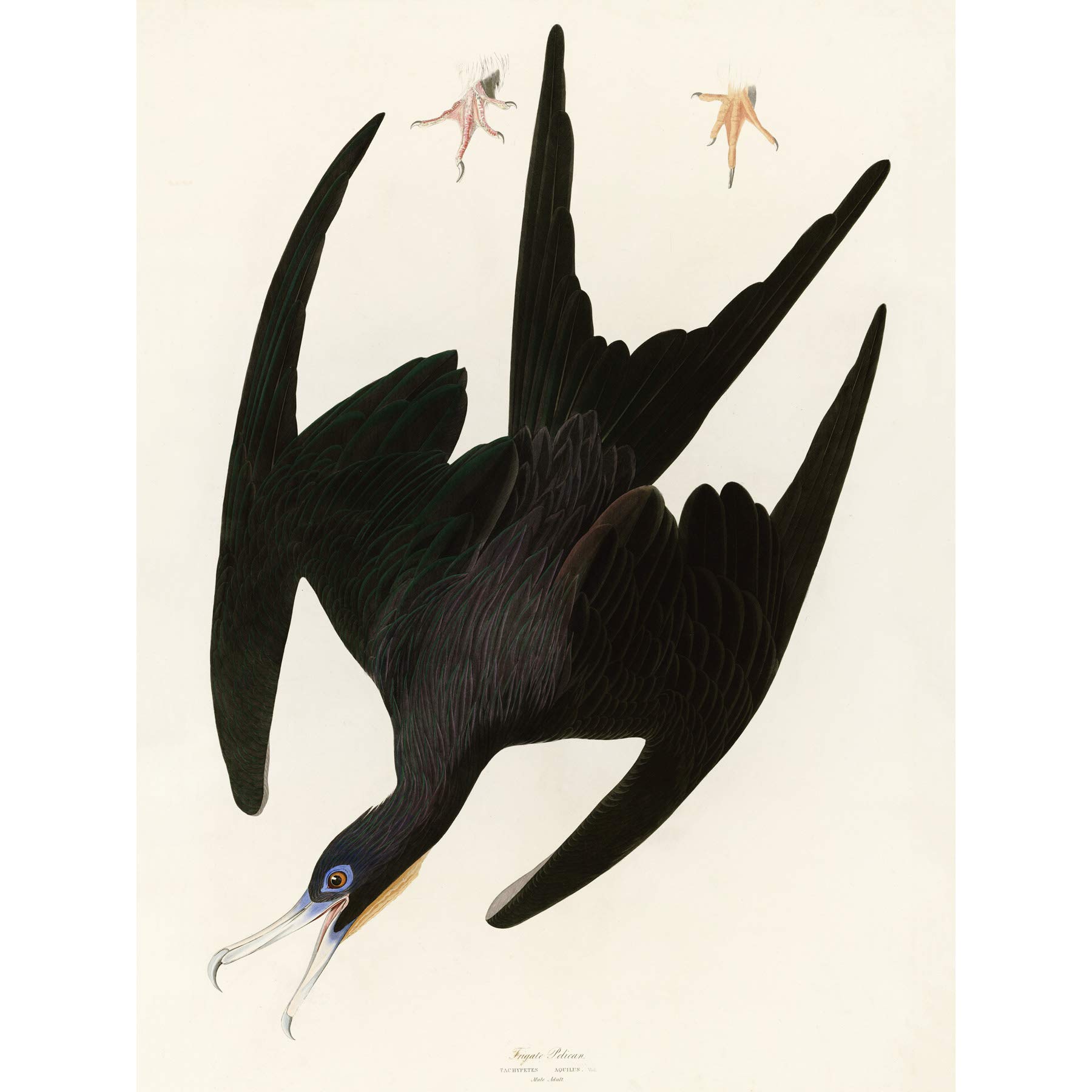 Artery8 Audubon Birds Frigate Pelican Painting Premium Wall Art Canvas Print 18X24 Inch