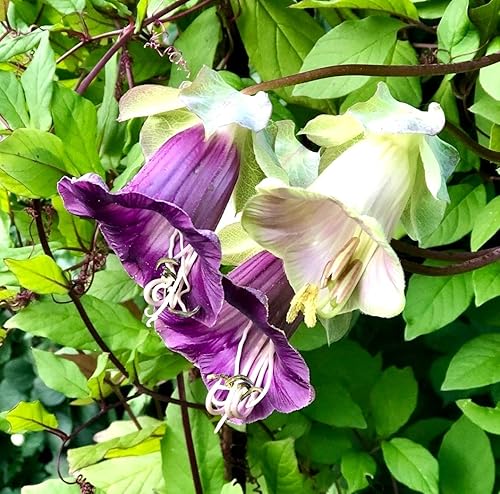 Miniatura 7 de Cathedral Bells Seed Mix Cobaea Scandens The Cup-and-Saucer Vine Monastery Bells 10 Semillas