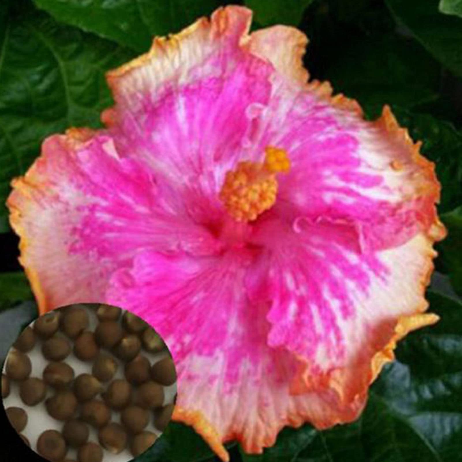 Flowers Seeds 100Pcs Exotic Coral Flower Hibiscus Seeds Gardening Giant Home Garden Plant Easy Sow for Garden Planting - Pink