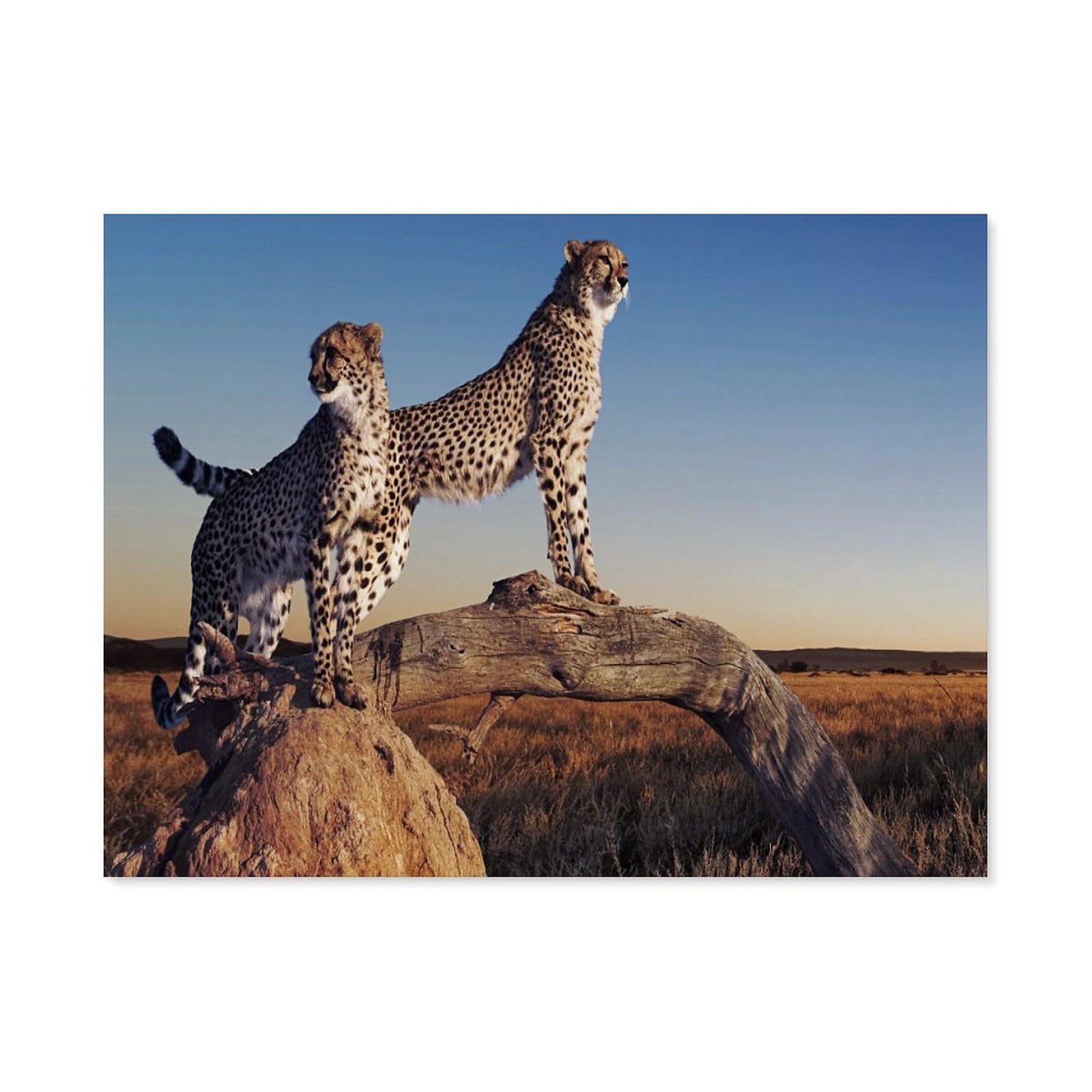 Beayodkp Women's A2 Paint By Numbers For Adult Girls，Cheetah，Painting By Number For Adults Diy Digital Painting For Beginners Wall Decor Drawing Gift(50X60cm) 19.6X23.6 Inches-8