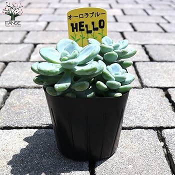 Amazon.co.jp: セダム オーロラ ブルー 3号ポット 4個セット