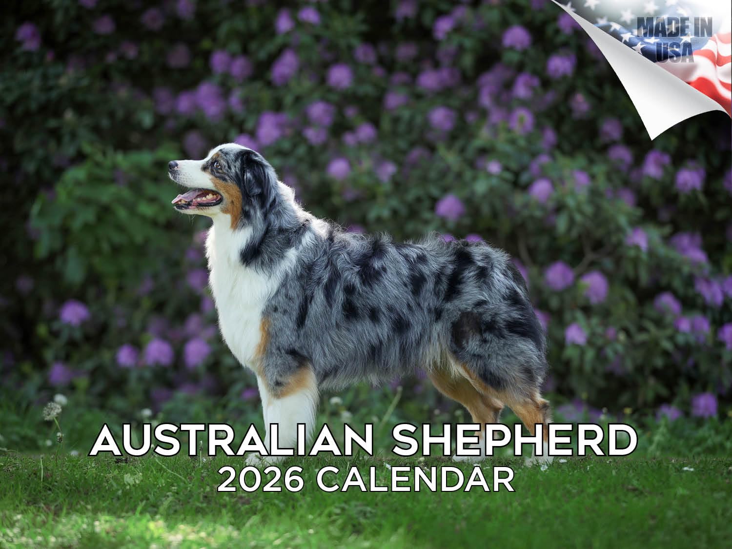Calendario de pastor australiano 2024 2025 – Calendario mensual de pared de raza de perro – 12 x 18 pulgadas abierto – Papel grueso que no se corre – Regalo – Planificador académico para profesores