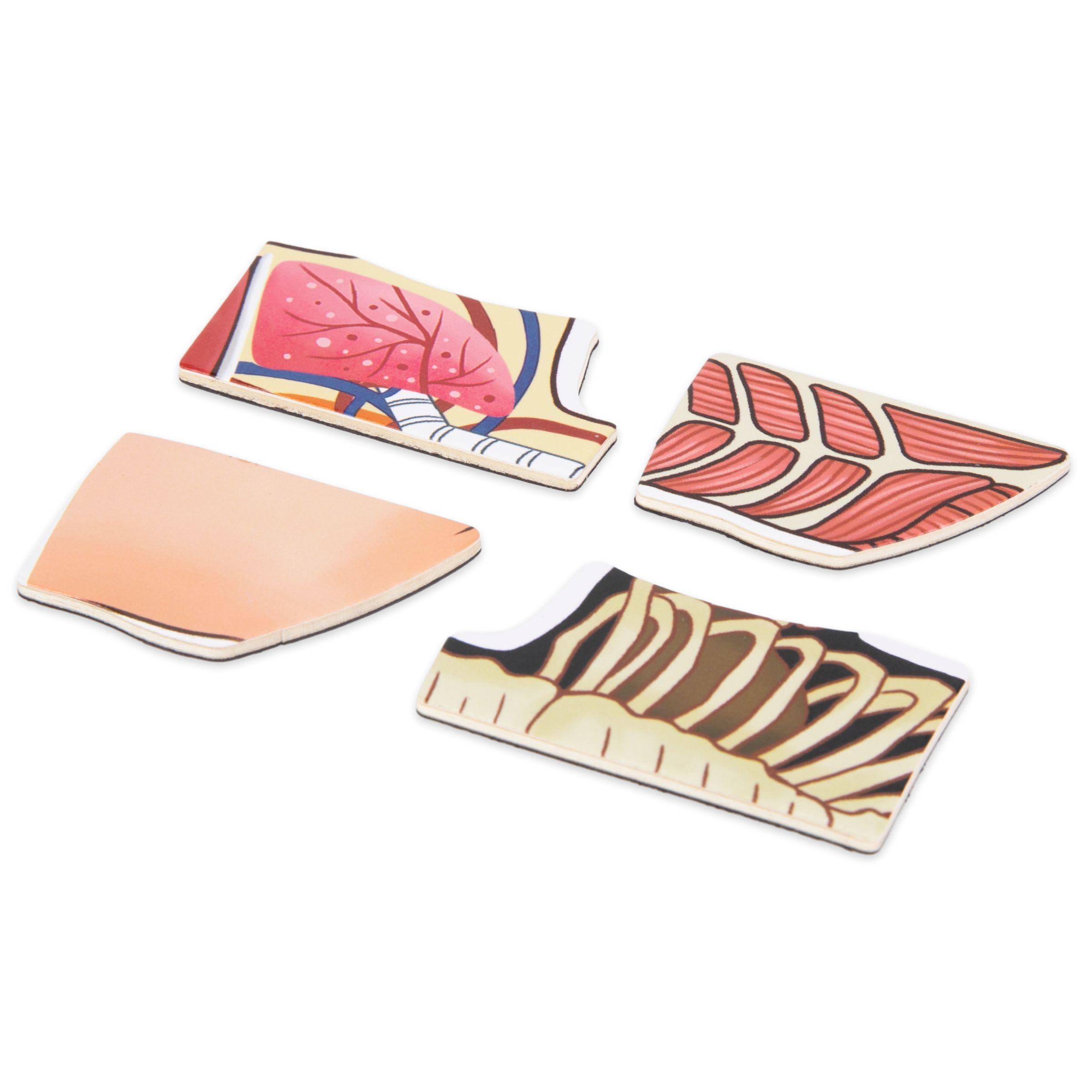 Mamabrum, Puzzle Magnétique - Apprentissage de l'Anatomie - Corps Humain, Grand Tableau Magnétique, 2 Cartes Double Face, 1 Index, Enseigne la Structure du Corps, Puzzle Anatomique pour Enfants