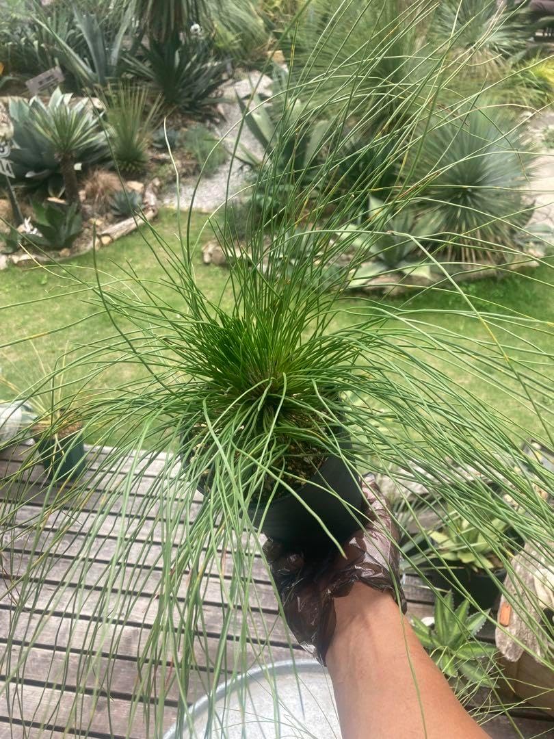 ダイオウショウ松◇南国ドライガーデン多肉サボテン　アガベ ヤシ　ユッカ　ソテツ ダイオウショウ松◇南国ドライガーデン多肉サボテン アガベ ヤシ