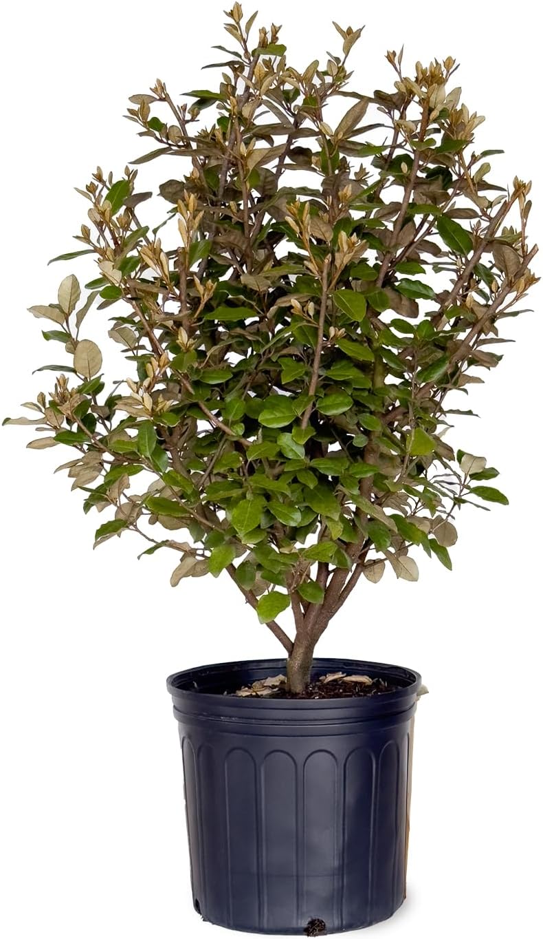 Elaeagnus x Ebbingei (2.5 Gallon) Evergreen Shrub - Full Sun to Part Shade Live Outdoor Plant