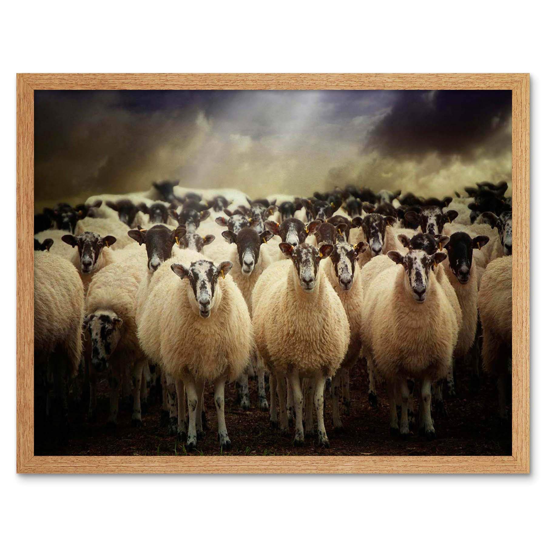 Wee Blue Coo Sheep Flock Farm Animal Art Print Framed Poster Wall Decor 12X16 Inch