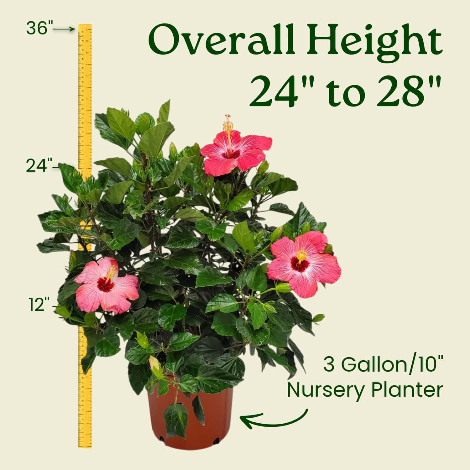 Amazon.com : Hibiscus Bush Plant - Painted Lady Pink Flowers - Overall  Height 26" to 28", 3 Gallon Pot - Tropical Plants of Florida : Patio, Lawn  & Garden