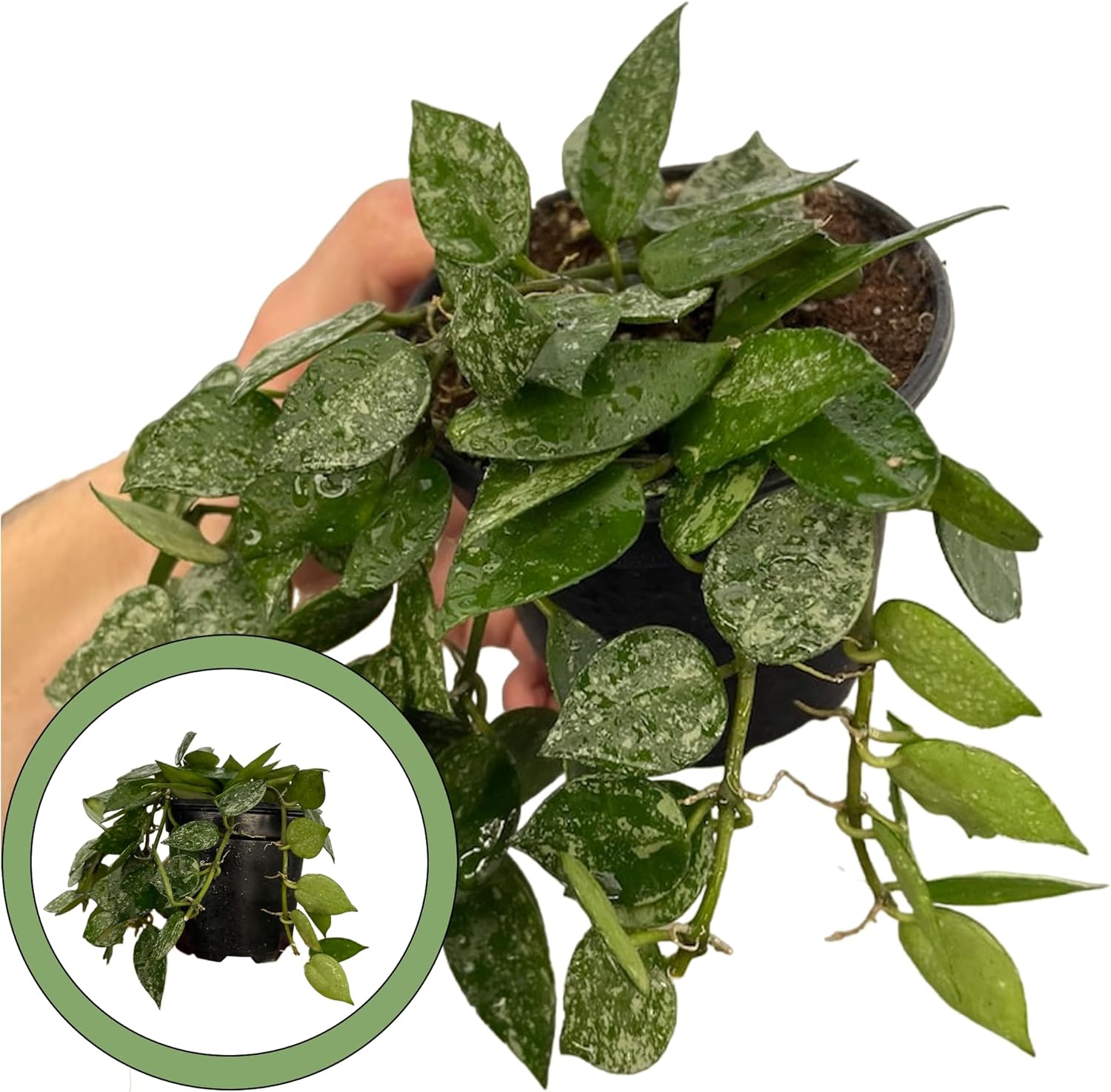 Hoya Krohniana Splash 4” Pot