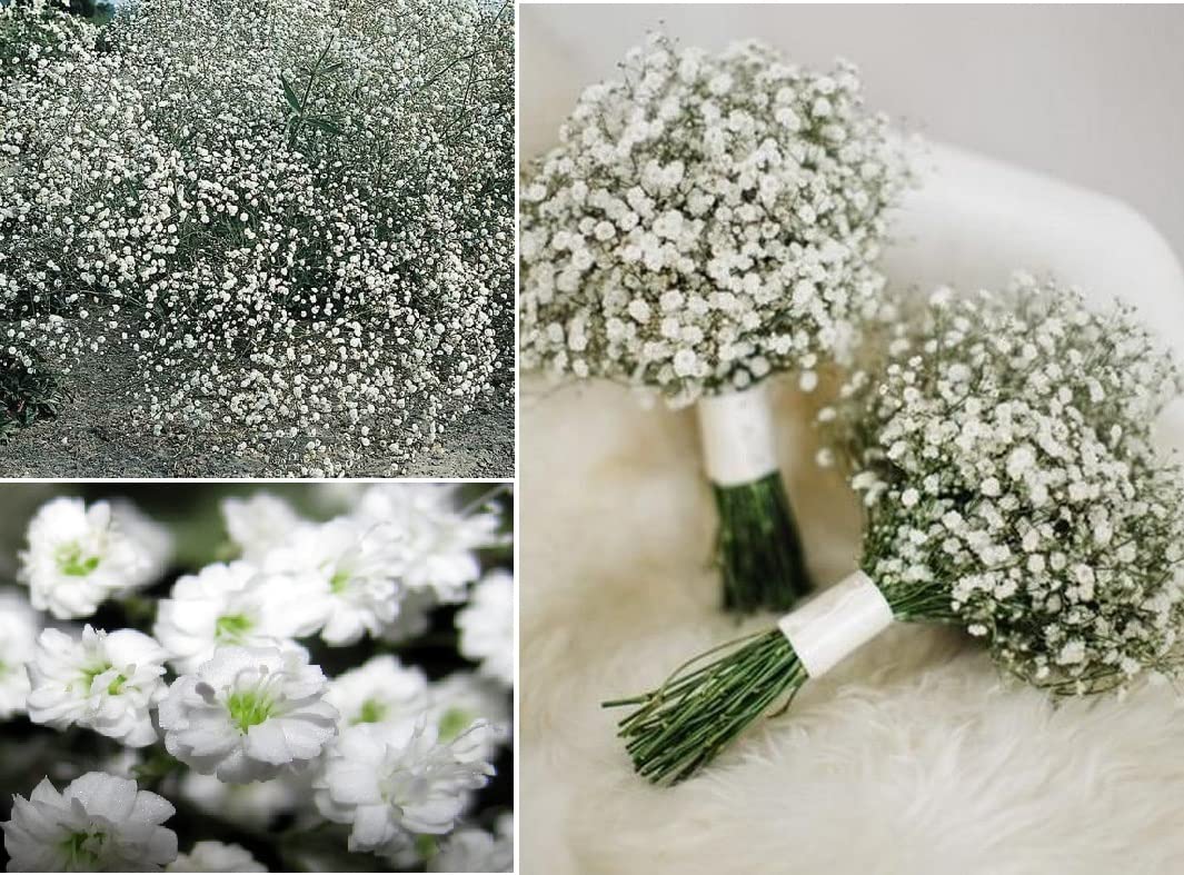 Gypsophila Elegans Baby's Breath 1000+ Seeds