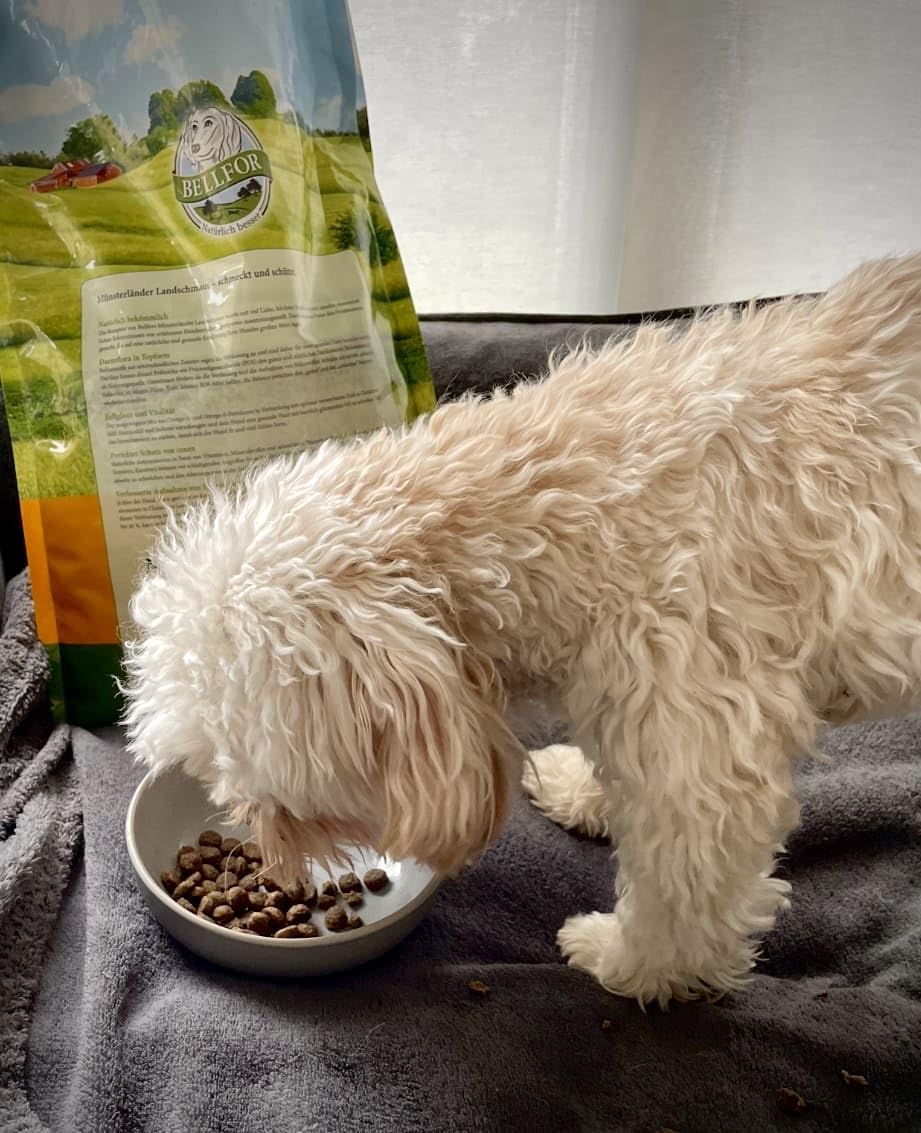 Comida seca para cachorros - Landgut-Schmaus Junior de Bellfor Comida seca para perros sin cereales con proteína de insectos para perros jóvenes. Comida hipoalergénica para perros. (7,5)
