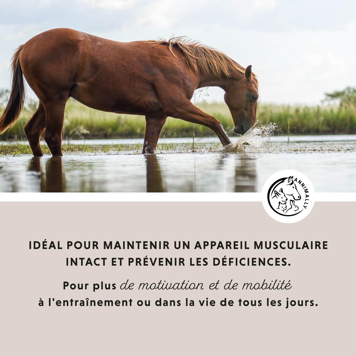 Poudre pour articulation cheval 850g avec collagène, camomille, MSM cheval (soufre), glucosamine cheval, acide hyaluronique, chondroïtine - Complément alimentaire pour renforcer arthrose cheval