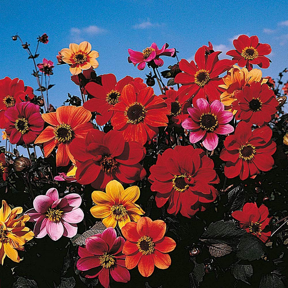 Dahlia Variabilis ‘Bishop’s Children’ 1 Packet (50 Seeds) by Thompson and Morgan