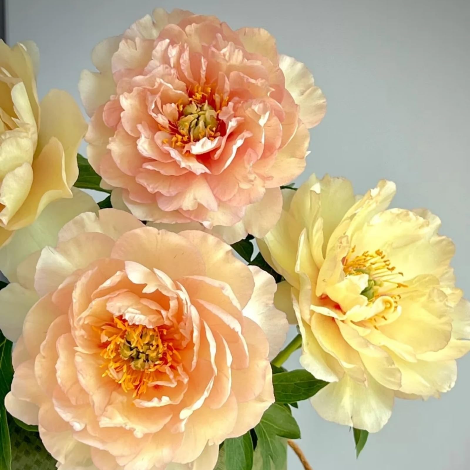 Peony Plants Bulbs Excellent Display Outdoor Perennial Balcony Garden Bulbs Can Be Potted-3bulbs-I