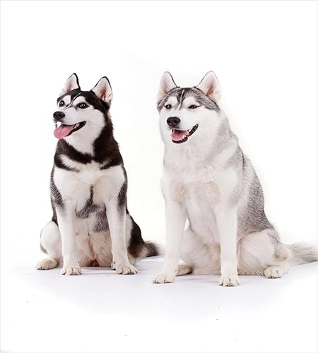 Miniatura 2 de Ambesonne Alaskan Malamute - Juego de funda de edredón, diseño de perritos árticos peludos, husky whelp pedigree mascota feliz mamífero siberiano,