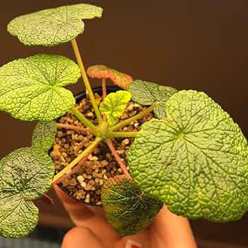 Amazon.co.jp: 美しい常緑葉！ コチレドニス 多肉植物