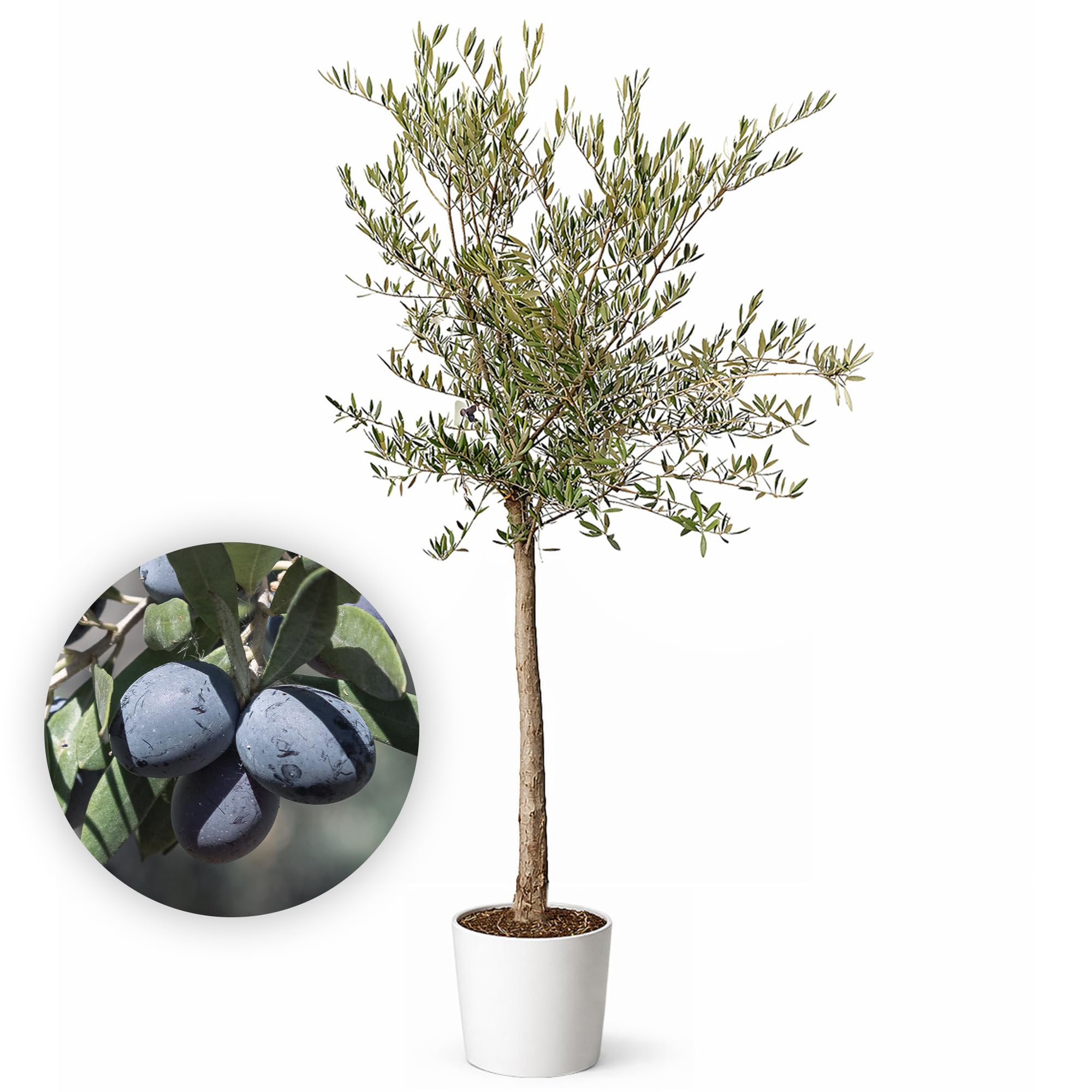 Olivenbaum Winterhart bis -15º - Olivenbaum echt XXL 180 cm - Olea Europaea - Oliven Baum mit Stammumfang 12cm-14 cm - Winterharte Kübelpflanzen Olive Tree