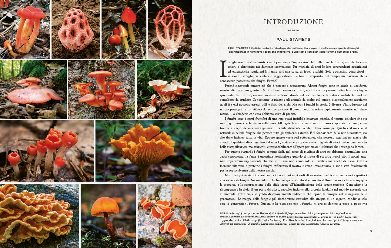 Funghi Fantastici: come i funghi possono curarci, espandere la nostra coscienza e salvare il pianeta