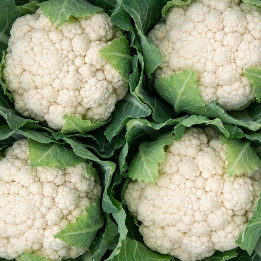 Cauliflower Romanesco Veronica Seeds – Autumn Heading Variety – Unique Green Spiral Curds – Full Flavour Vegetable – Ideal for Outdoor Growing – for Your Kitchen Garden