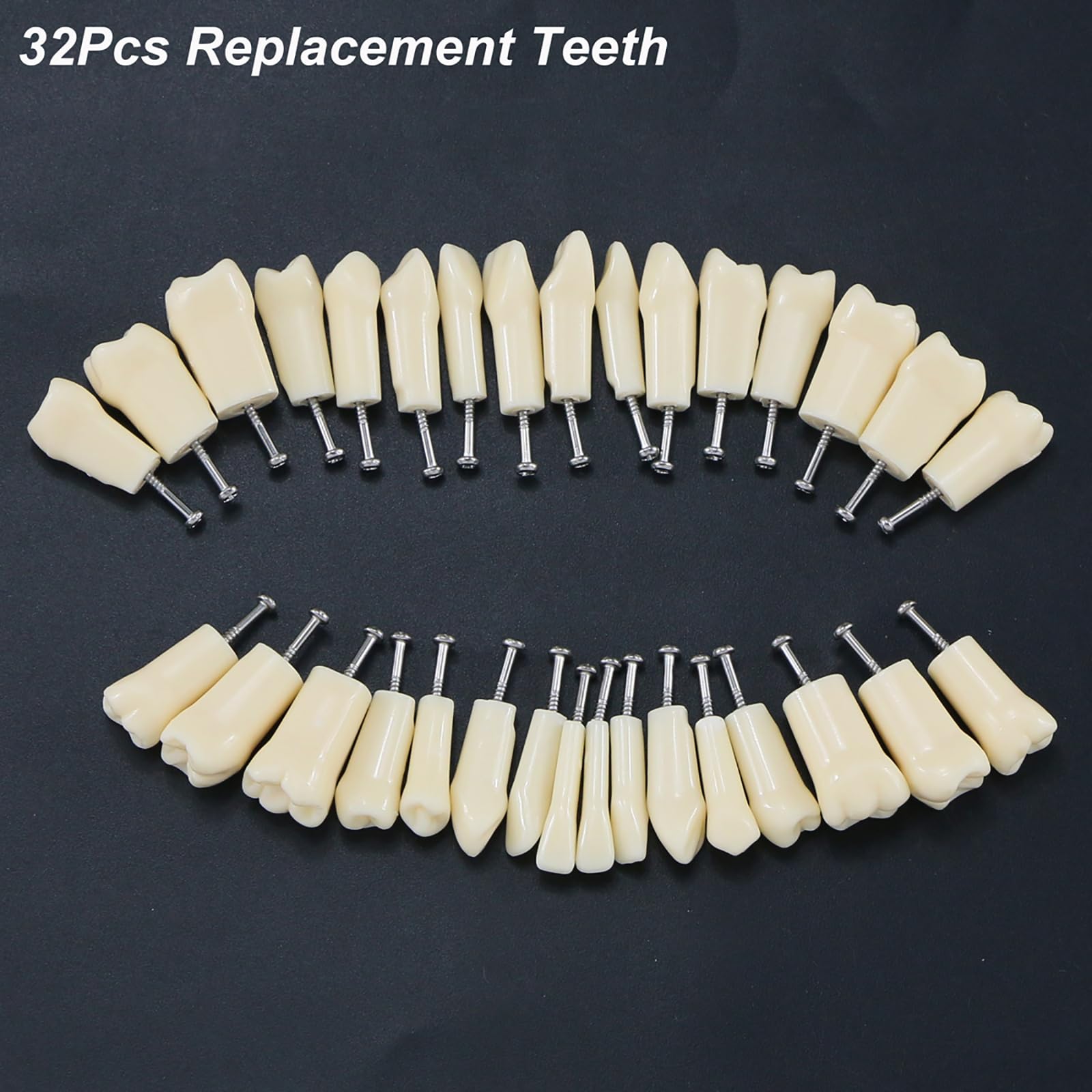 Modello di Insegnamento Orale, Modello di Preparazione del Dente Staccabile E Sostituibile a 32 Denti a Bocca Piena, Utilizzato per L'insegnamento Dentale E L'igiene Orale